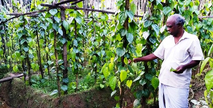 ഐസക്കിന്റെ കൃഷി വിളവിനു നൂറു മേനി